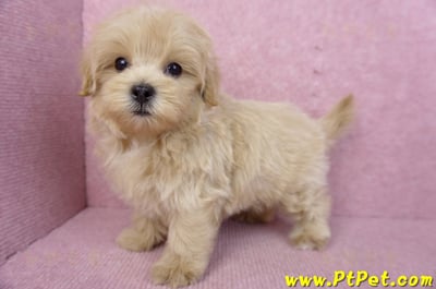 05/11馬爾泰迪公幼犬(台北內湖)10