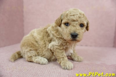 03/12泰迪比熊母幼犬1號(高雄三民)4