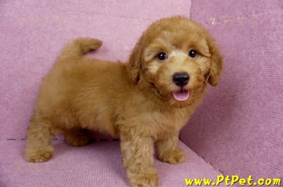 05/22迷你型紅貴賓公幼犬(新竹湖口)6