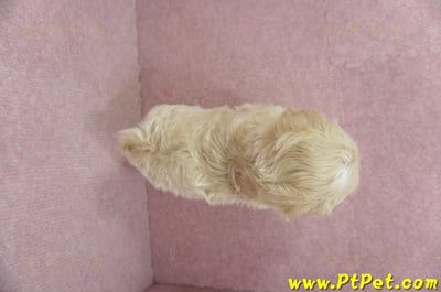 03/02馬爾泰迪母幼犬2號(台東卑南)12