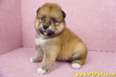 06/24赤色長毛柴犬公幼犬(屏東內埔)5