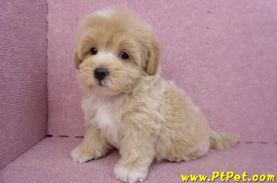 08/06奶油色馬爾泰迪公幼犬(台北中山)9