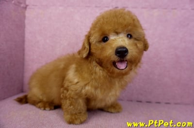 01/26紅貴賓公幼犬4