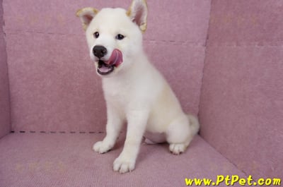 07/22白色柴犬公幼犬(新竹新埔)11