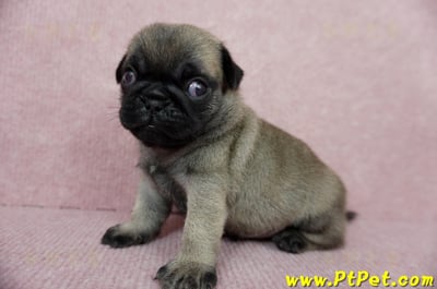 04/02巴哥公幼犬4號(新北樹林)12