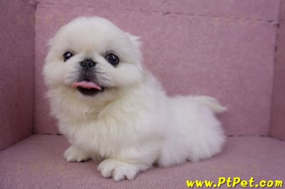 12/17北京狗公幼犬2號(新竹竹北)11