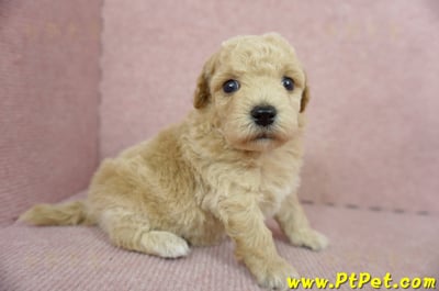 03/12泰迪比熊母幼犬2號(新北三峽)4