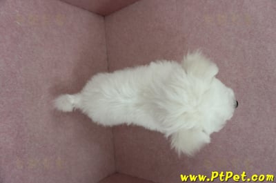 12/01比熊犬母幼犬(基隆中山)12