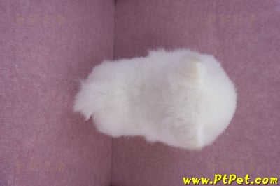 10/11松鼠白博美公幼犬(richmond BC Canada)10