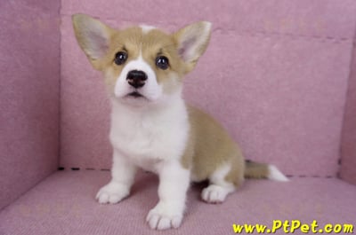 10/13雙色柯基犬母幼犬3號(台南北區)11