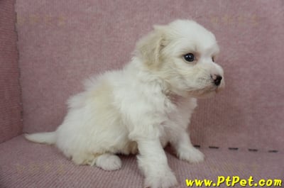 01/12比熊犬公幼犬3號(新北林口)3