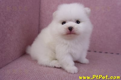 11/10松鼠白博美公幼犬(高雄大樹)3