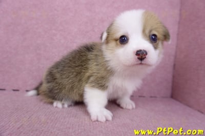 09/22雙色柯基犬母幼犬1號(屏東市)4