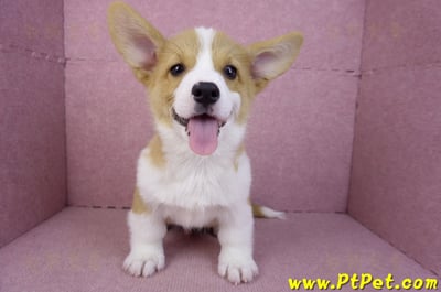 11/02雙色柯基犬公幼犬(高雄鼓山)2