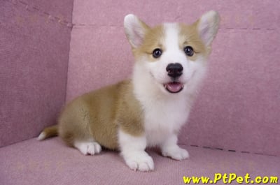 11/30雙色柯基犬公幼犬2號(高雄鳳山)4