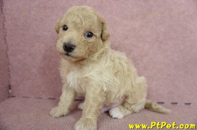 06/04泰迪比熊公幼犬2號(新北新莊)5