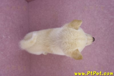 05/24白色柴犬公幼犬(新北新莊)12