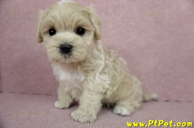 01/15奶油色馬爾泰迪 I 公幼犬(高雄大寮)12