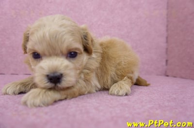 03/22馬爾泰迪公幼犬4