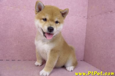 02/06赤色柴犬母幼犬(新竹東區)13