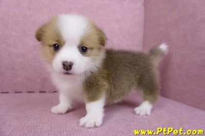 07/09雙色柯基犬母幼犬9