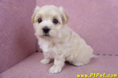 11/06馬爾泰迪公幼犬(屏東市)6