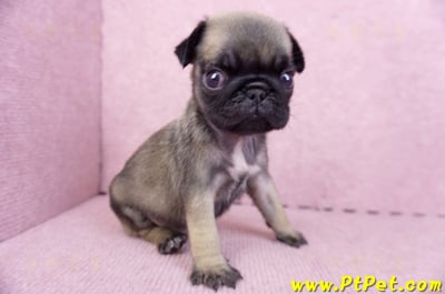 09/08巴哥母幼犬2號(桃園楊梅)5