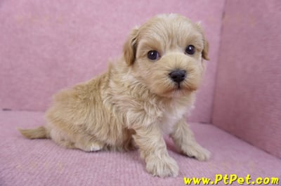 12/10馬爾泰迪母幼犬5