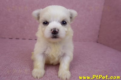 03/20馬爾濟斯母幼犬3號1