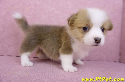 07/09雙色柯基犬母幼犬4