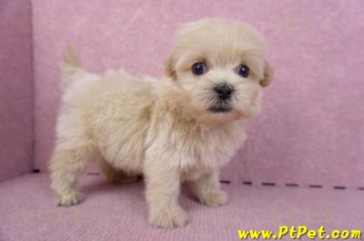 10/13馬爾泰迪公幼犬2號(高雄)6