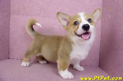 08/03雙色柯基犬公幼犬(台北大安)6