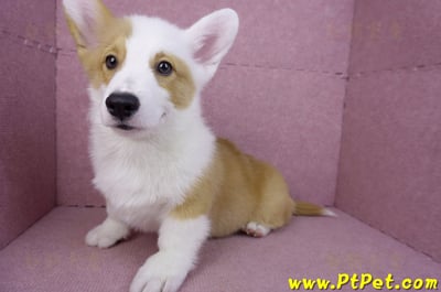 11/05雙色柯基犬公幼犬(新竹新豐)10