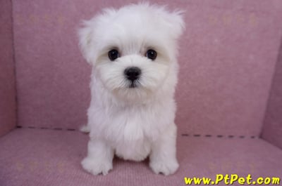 05/28迷你型馬爾濟斯公幼犬(台南安平)3