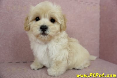 02/14奶油色馬爾泰迪公幼犬(桃園中壢)11