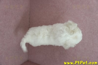 12/01比熊犬母幼犬1號（台北中山）12