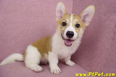 04/28雙色柯基犬公幼犬2號(高雄楠梓)7