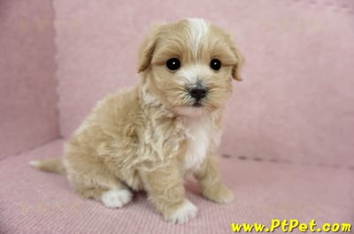 03/21奶油色馬爾泰迪公幼犬(桃園蘆竹)5