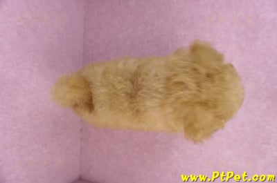 02/11奶油貴賓母幼犬(屏東里港)12