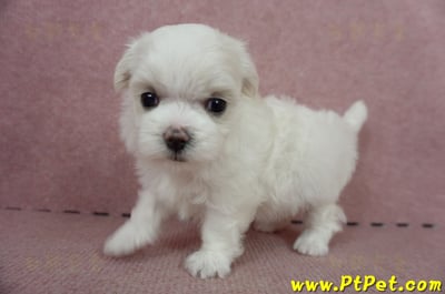 05/28迷你型馬爾濟斯母幼犬(屏東長治)6