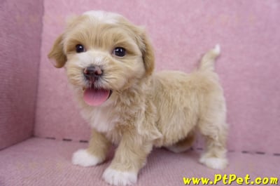 01/30馬爾泰迪公幼犬2號(新竹竹北)11