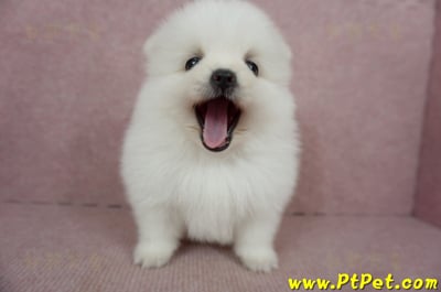 02/11迷你型松鼠白博美公幼犬(桃園市)4