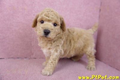 01/20泰迪比熊公幼犬9