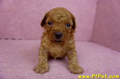 01/26奶油貴賓公幼犬3