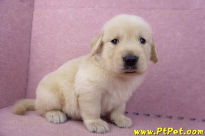 07/18黃金獵犬公幼犬6號(桃園平鎮)6