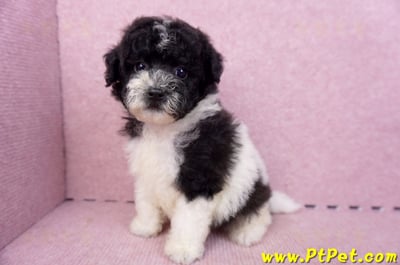 07/10迷你型花貴賓母幼犬2號(台南中西)9