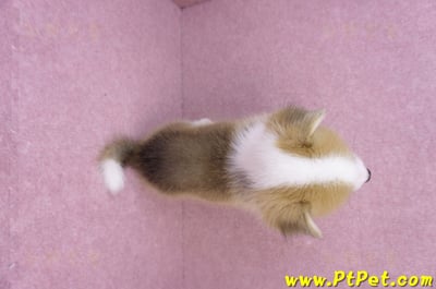 08/03雙色柯基犬公幼犬1號(高雄大樹)13