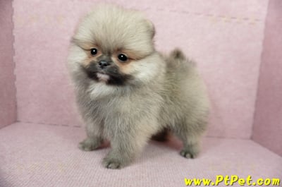 02/11迷你型松鼠棕博美公幼犬(新竹竹北)11