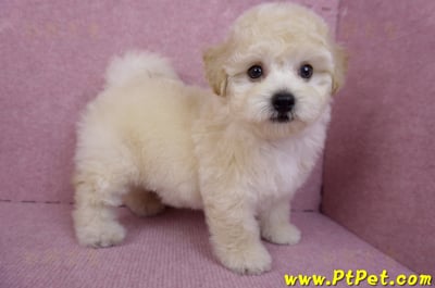 09/12泰迪比熊母幼犬1號(台南西港)9