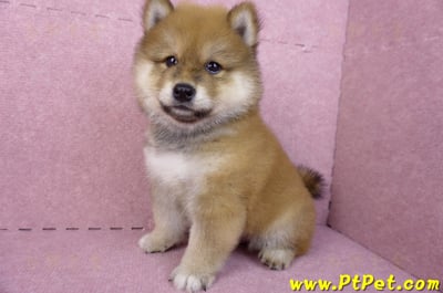 03/09赤色長毛柴犬公幼犬(高雄三民)10